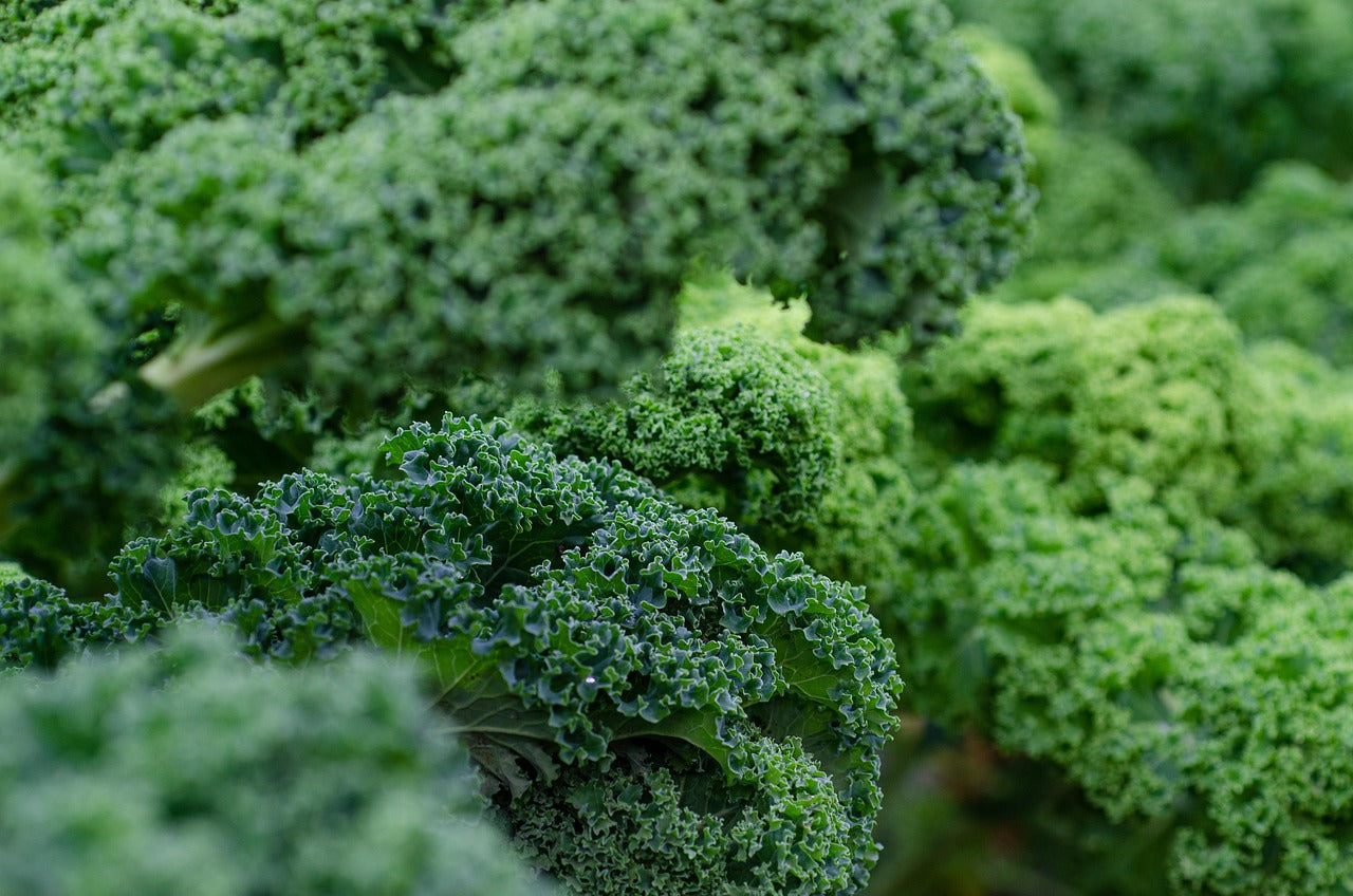 Kale - bunch