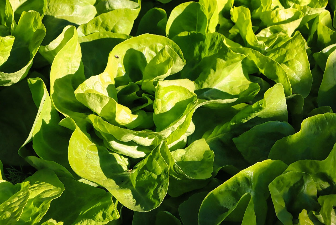Lettuce - Cos