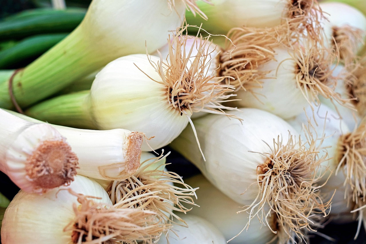 spring onion - bunch