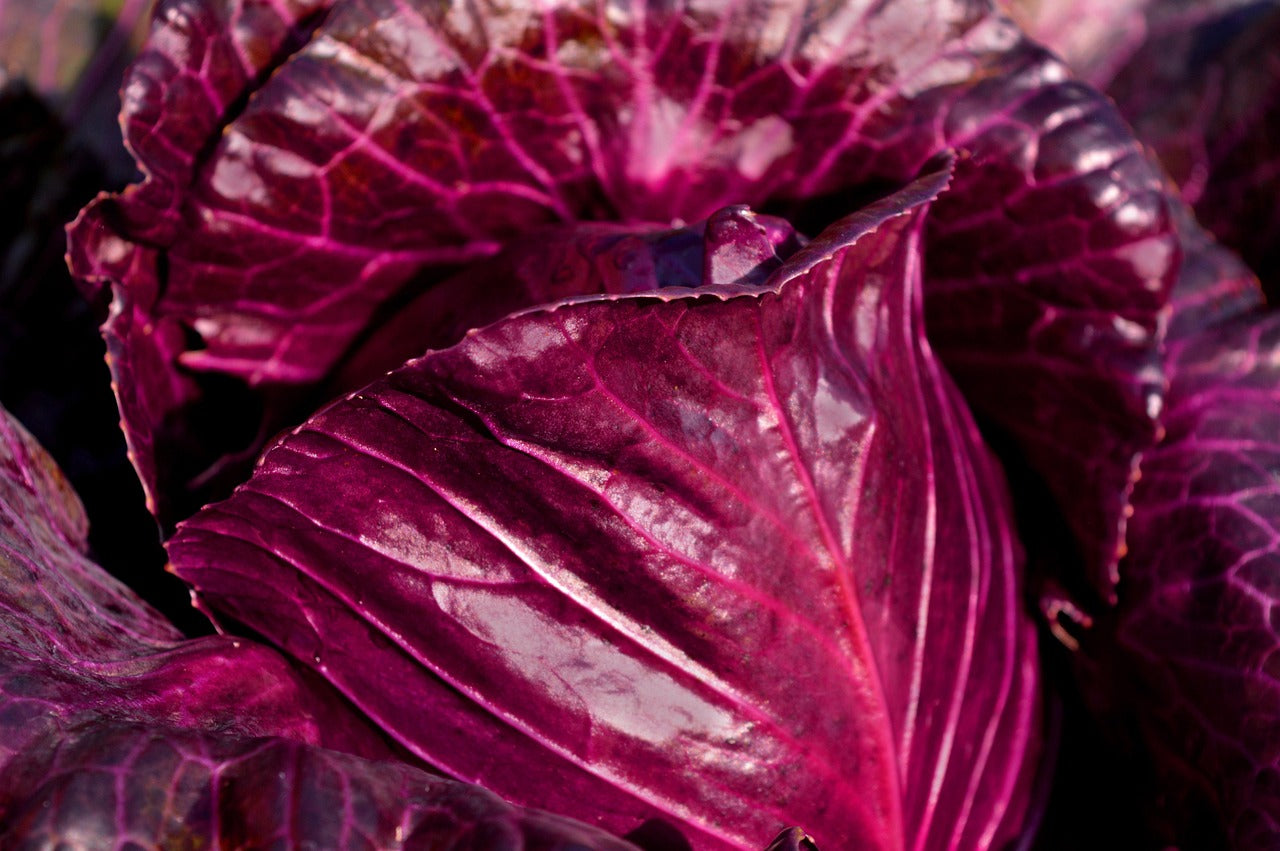 Red Cabbage