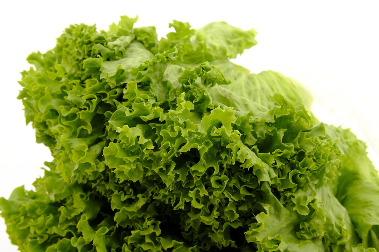 Lettuce - Coral